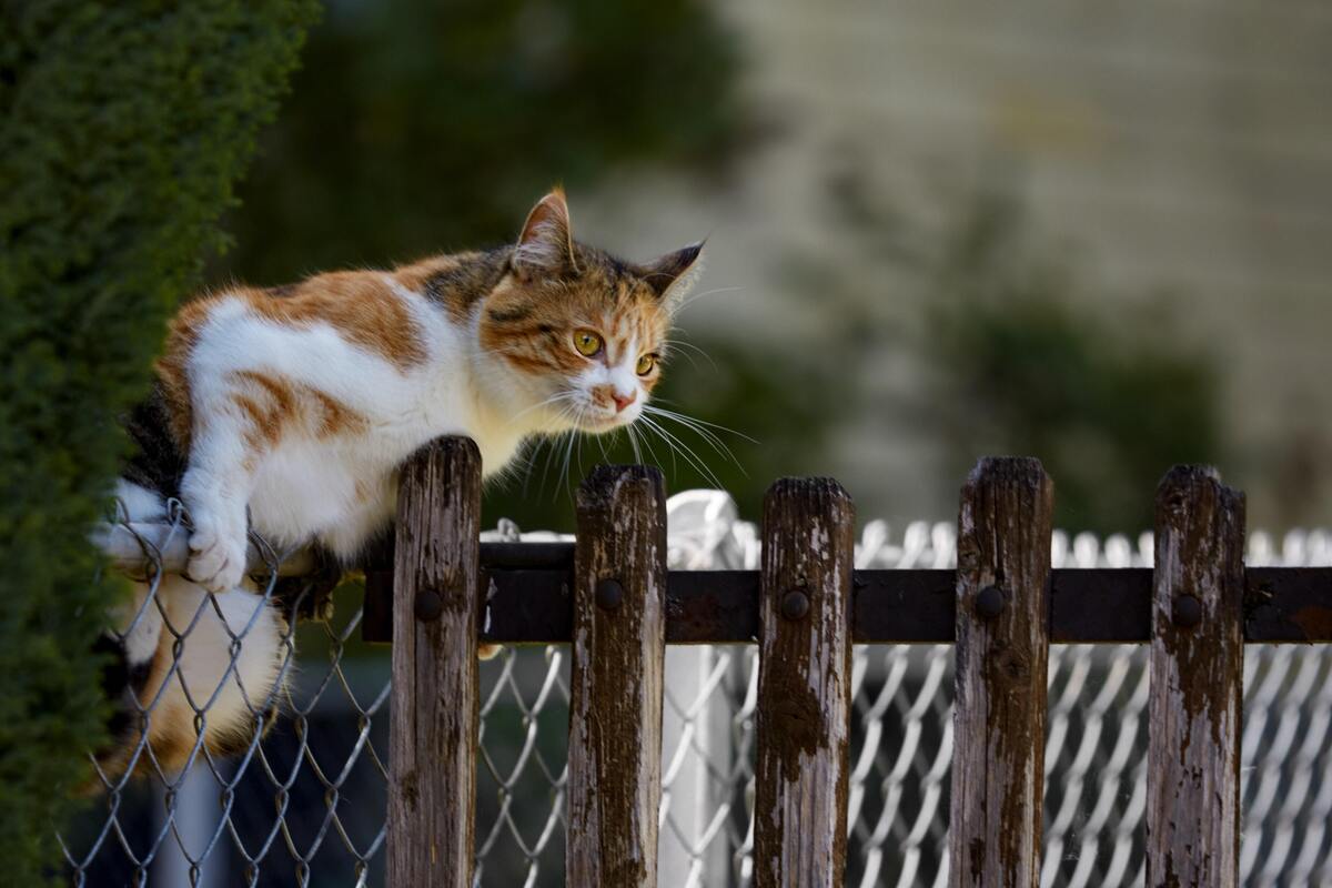 Gato pulando cerca.