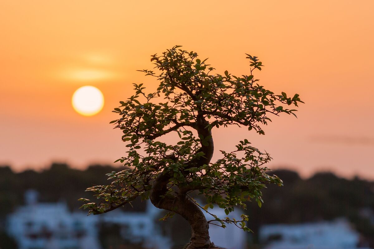 Bonsai.