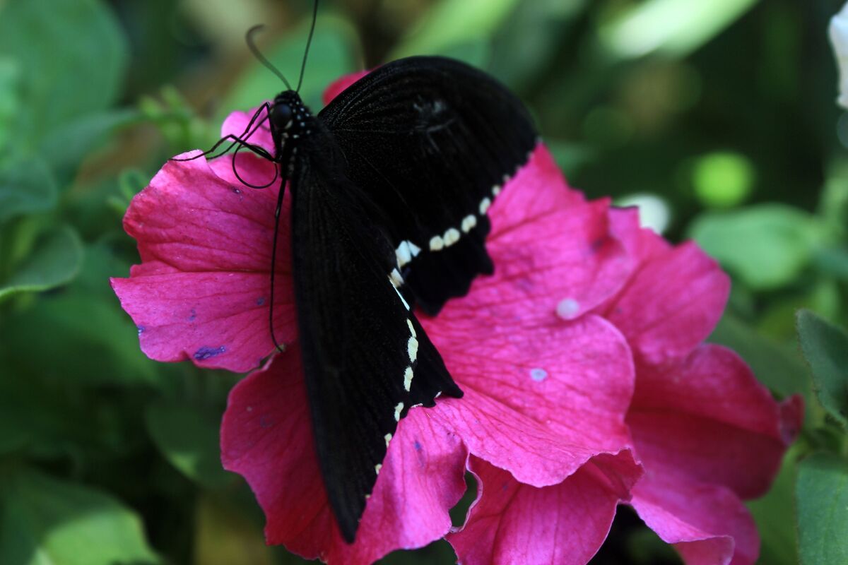 Borboleta preta em flor.