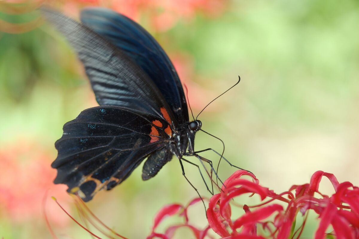 Borboleta preta em flor.