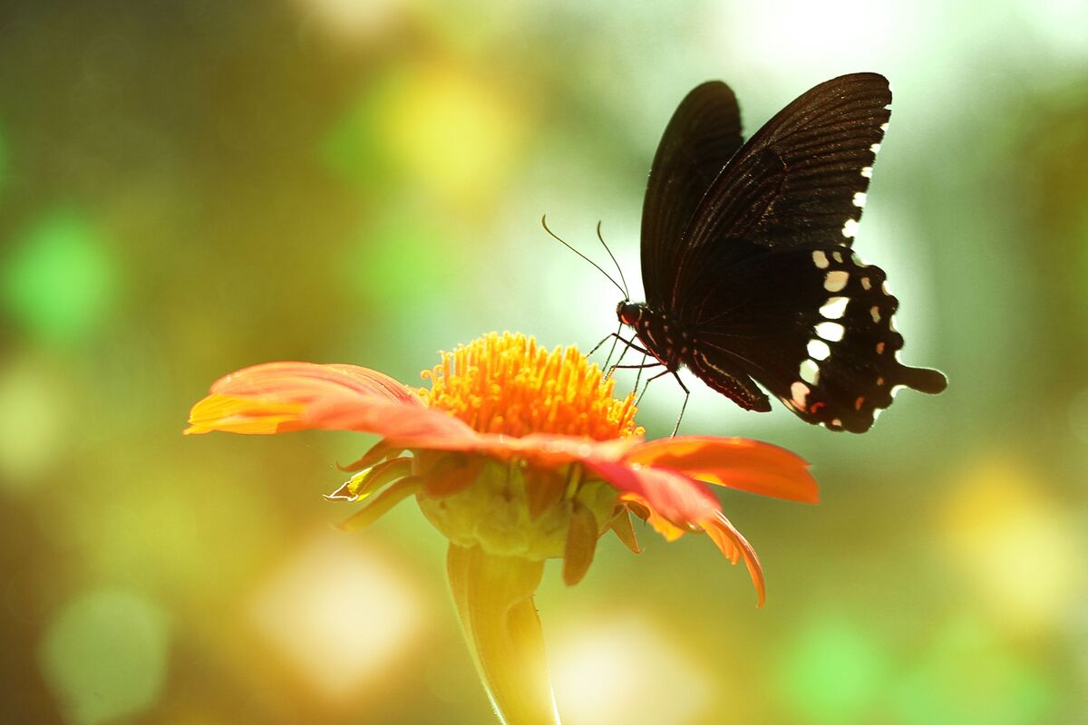 Borboleta preta em flor.