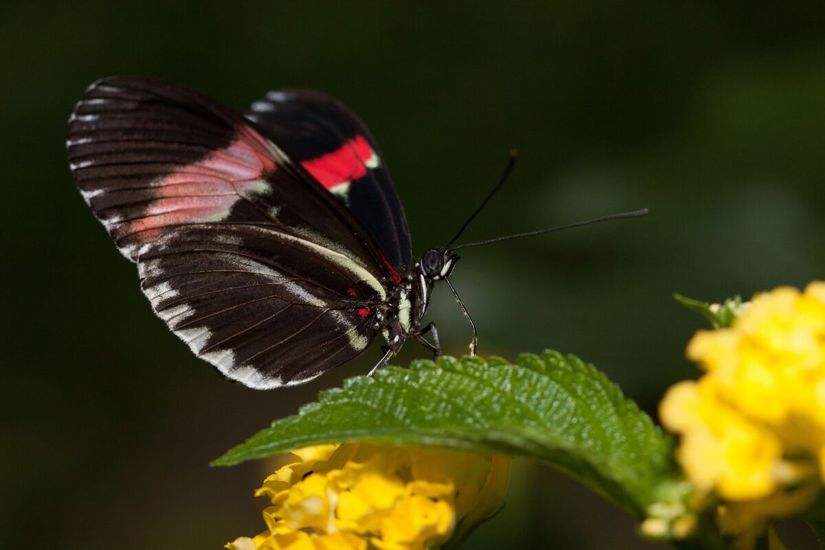 Borboleta preta e vermelha em flor.