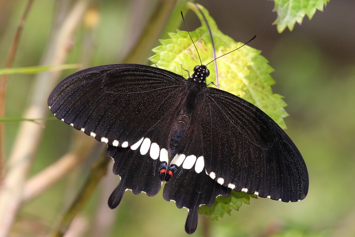 Borboleta preta de asas abertas.