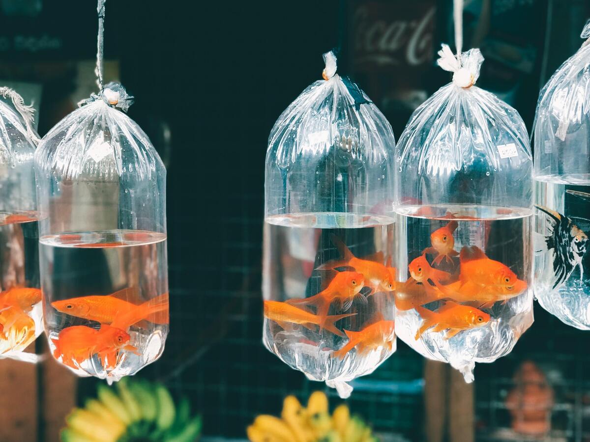 Peixes dentro de sacolas plásticas. 