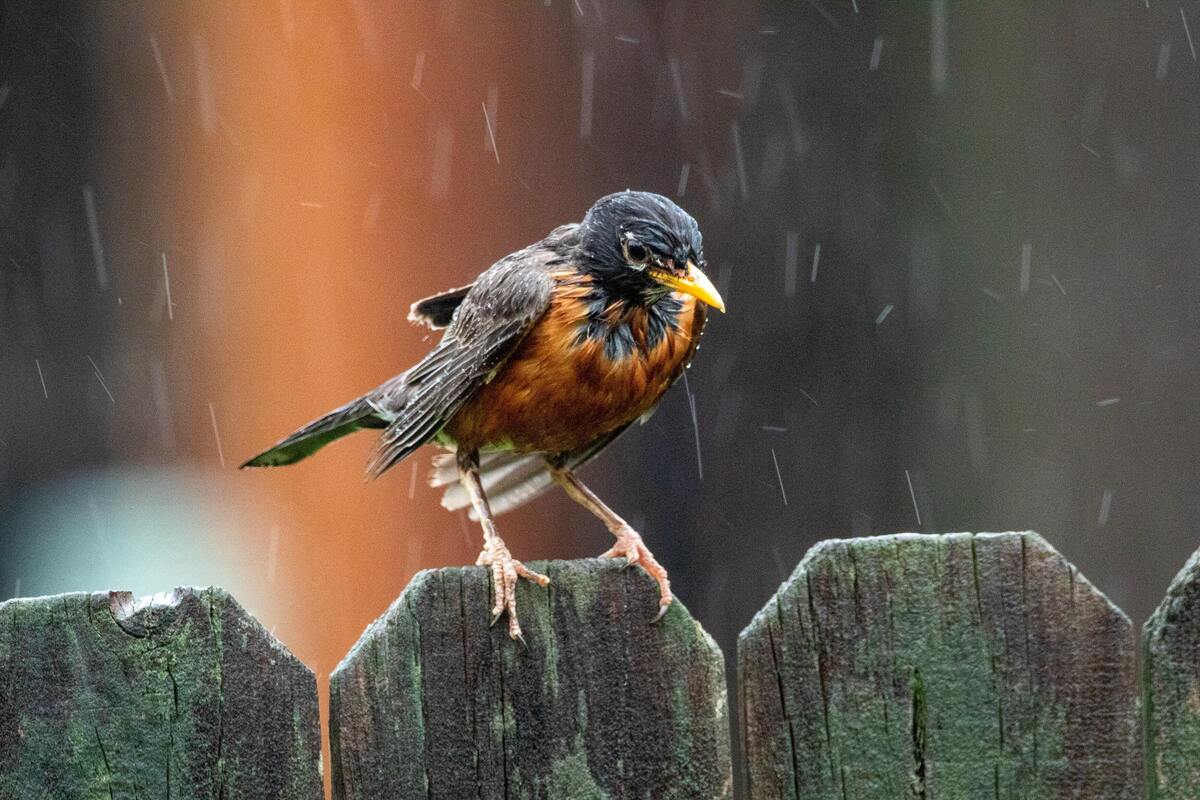 Chuva caindo sobre um pássaro. 