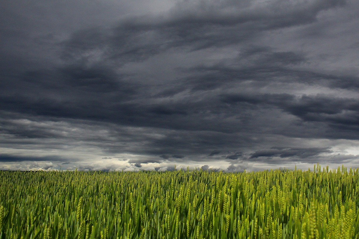 Nuvens cinzentas e carregas em cenário de plantação.