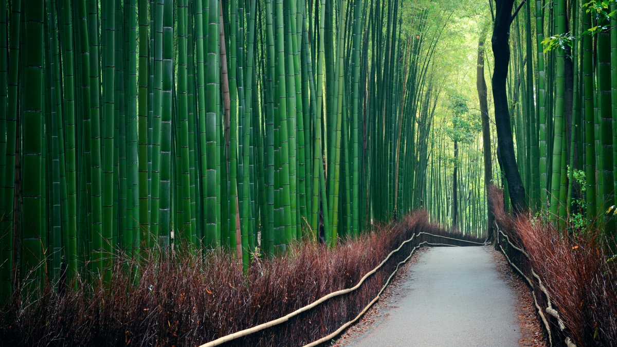 Floresta de bambu.