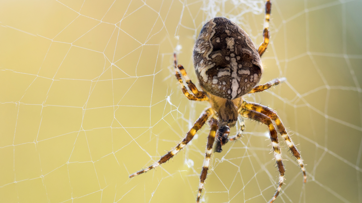 Uma aranha. 