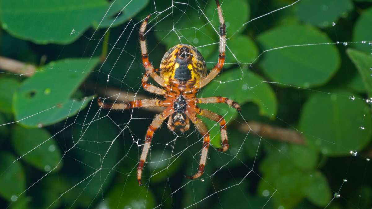 Uma aranha. 