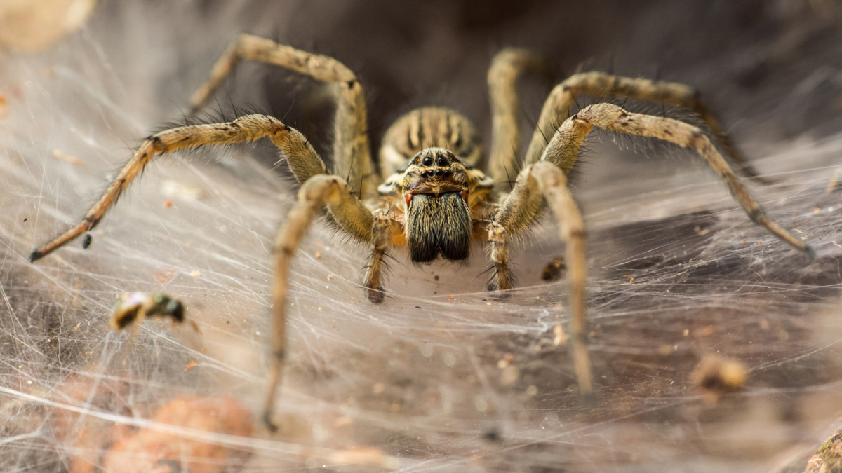 Uma aranha. 