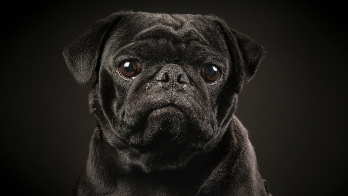 Pug preto em um fundo preto.