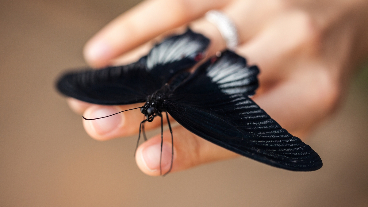 Borboleta preta na mão de uma mulher.