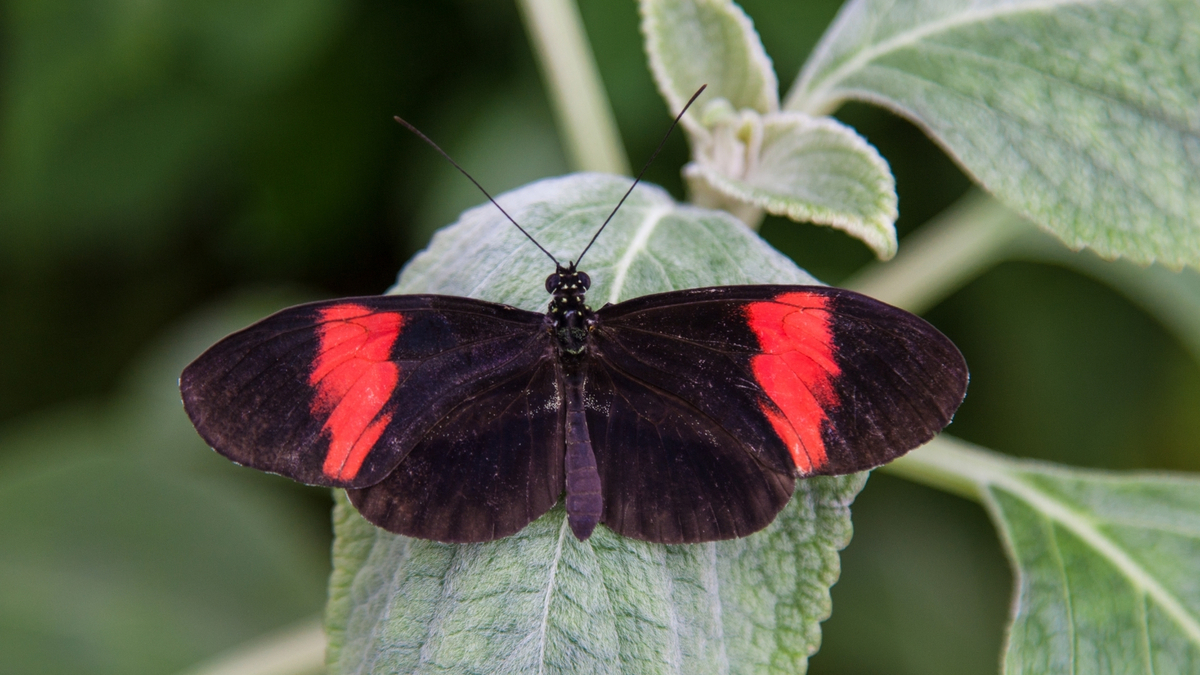 Borboleta preta pousada em uma folha.