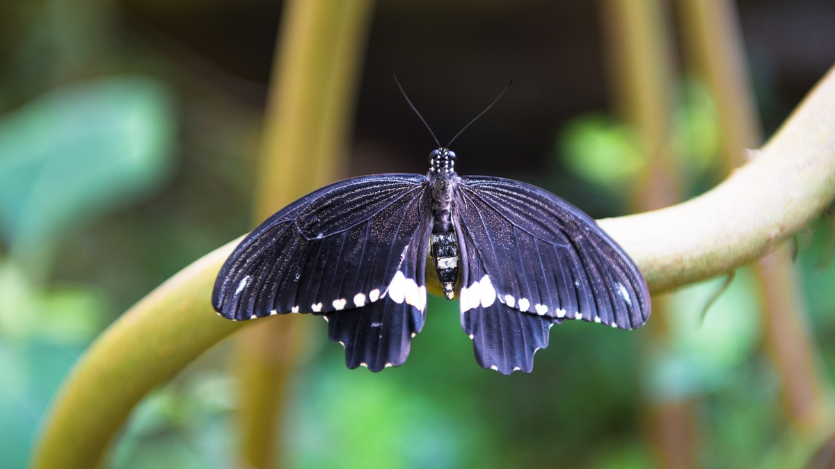 Borboleta preta pousada em um galho.