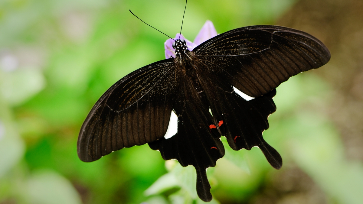 Borboleta preta pousada em uma flor.