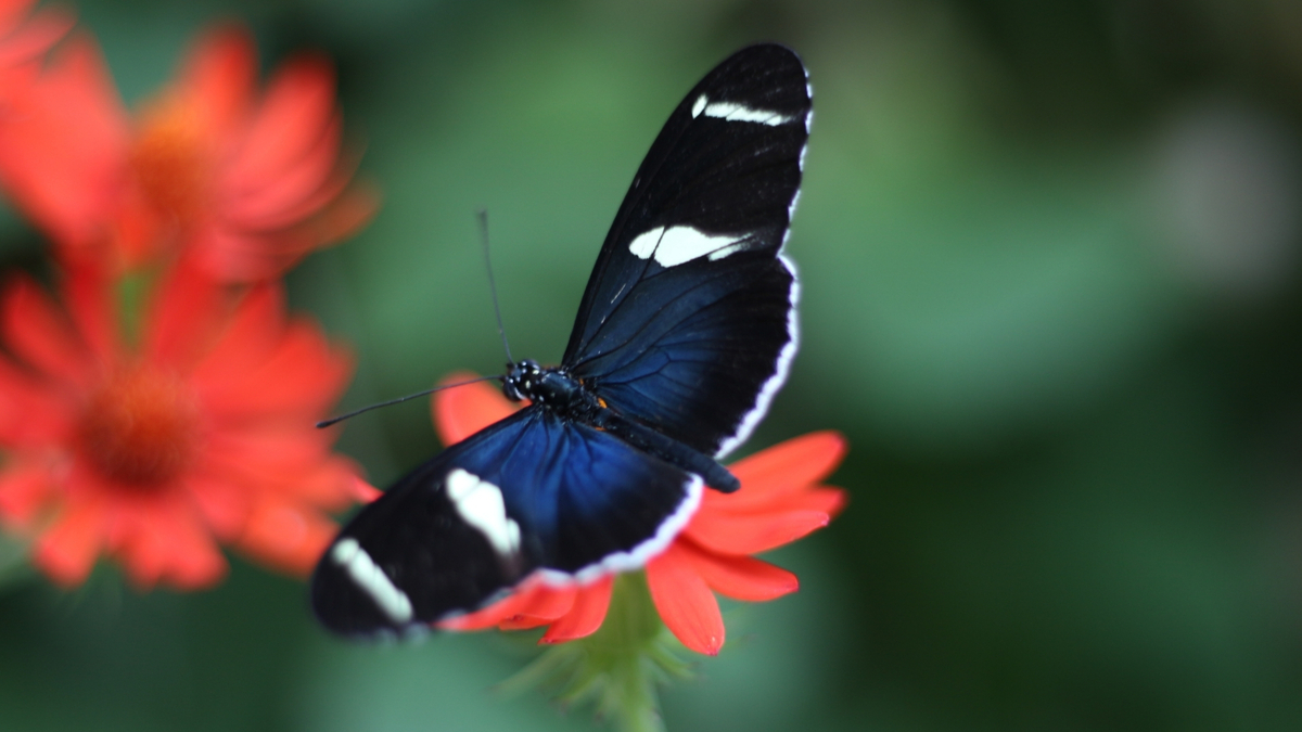 Borboleta preta pousada em uma flor.