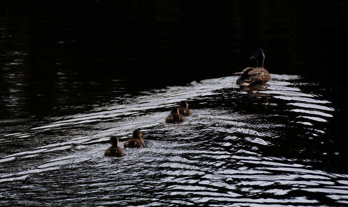 Patos nadando em um açude.