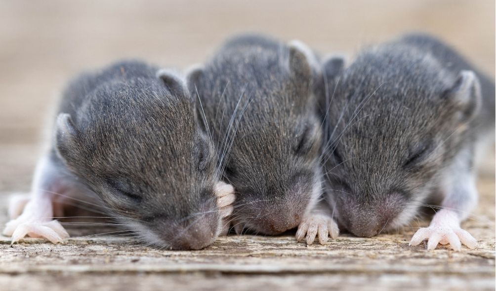 Imagem de ratos cinzas juntos