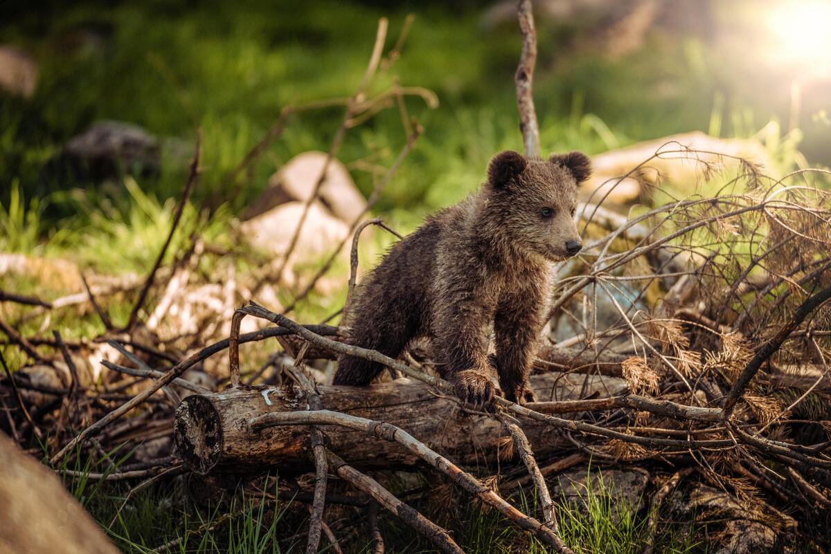 Filhote de urso.