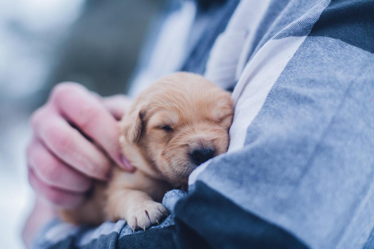 Homem segurando filhote de cachorro.