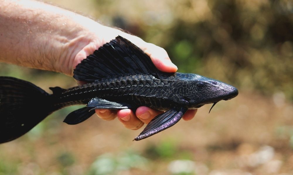 peixe preto