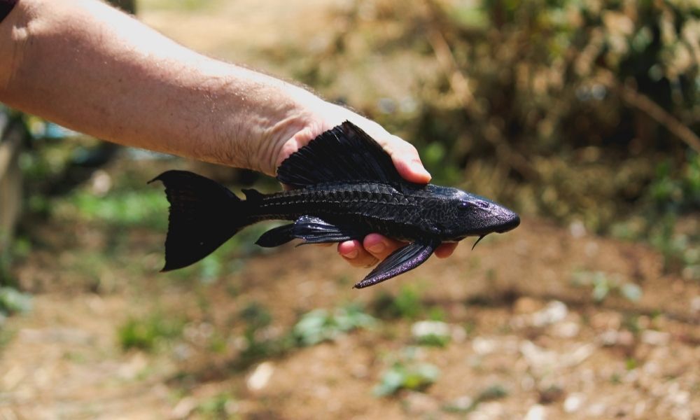 peixe preto