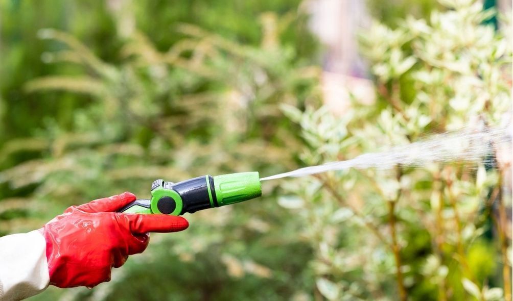 Imagem de pessoa regando plantas com mangueira