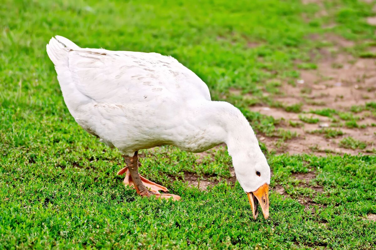 Ganso branco em campo verde.