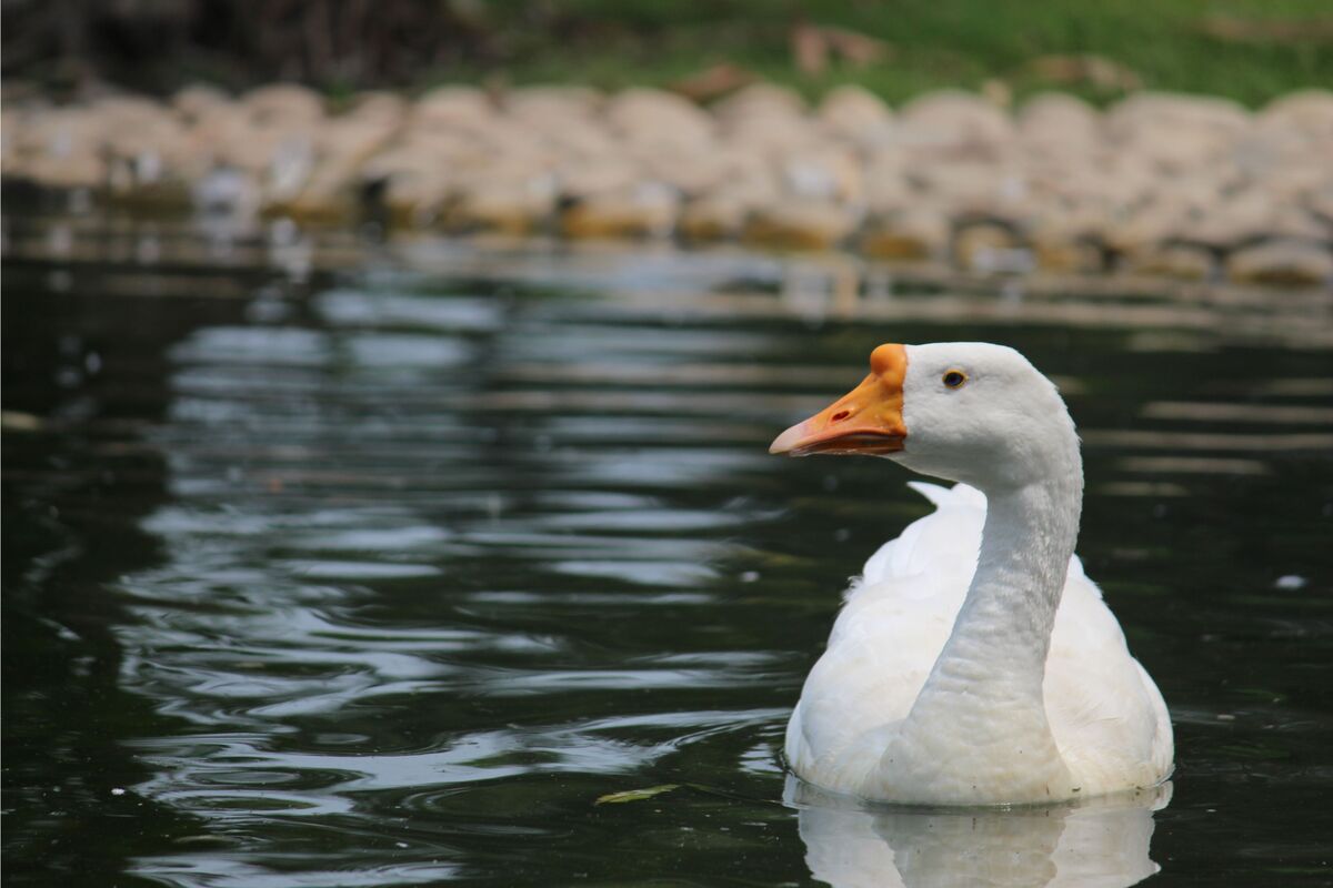 Ganso no lago.