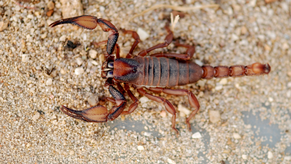 Um escorpião. 