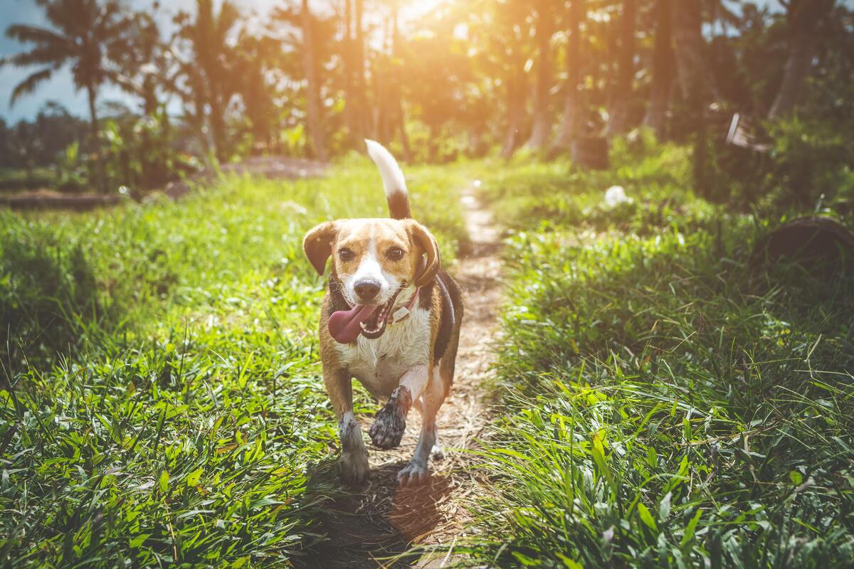 Cachorro correndo com a língua de fora em caminho em meio à árvores.