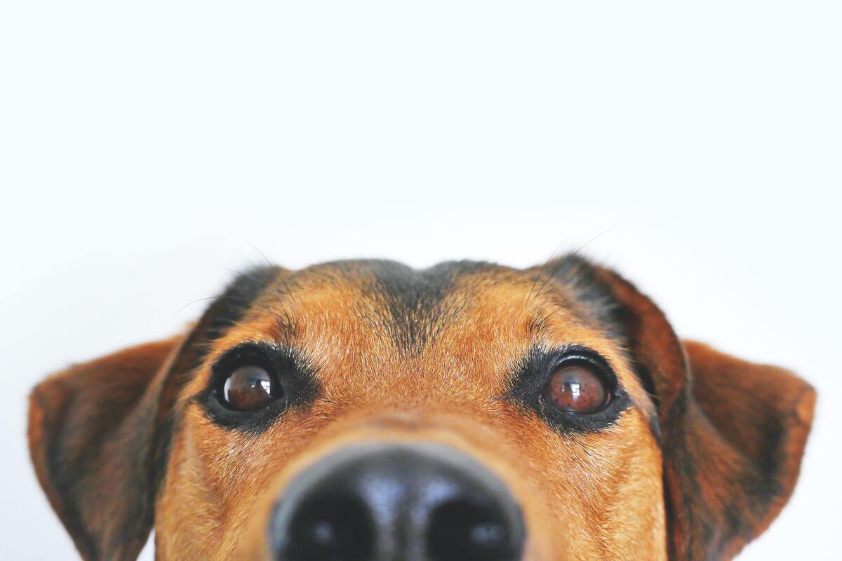 Olhos e focinho de cachorro olhando curiosamente.