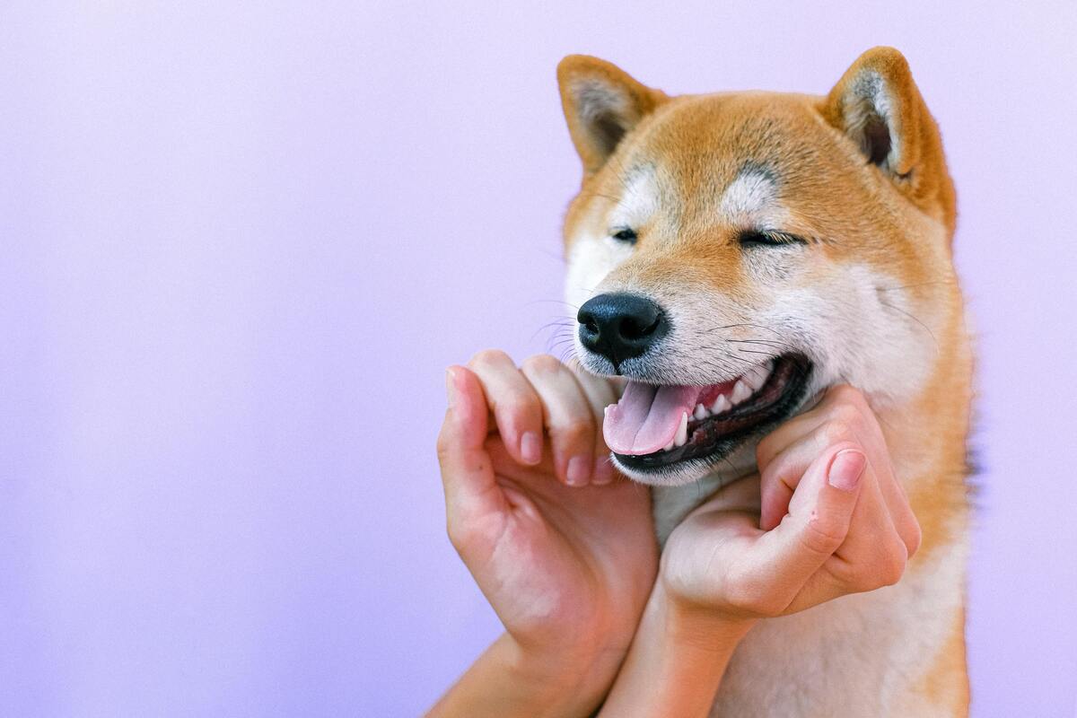 Cachorro recebendo carinho