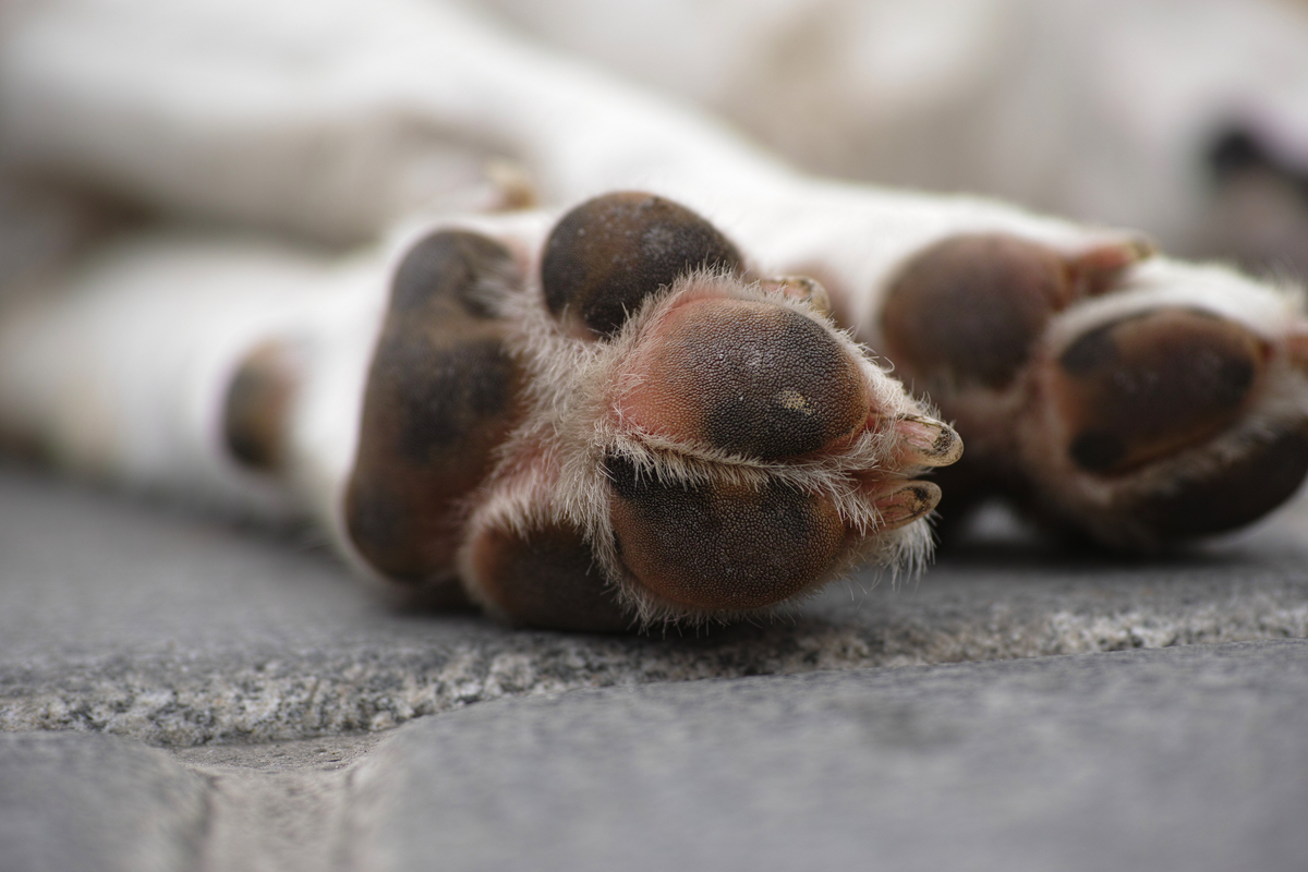 Patas de cachorro deitado no asfalto.