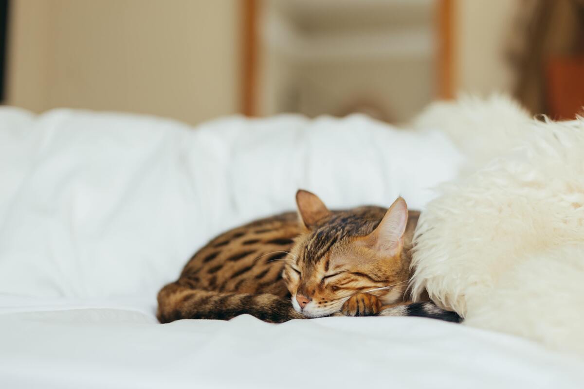 Gato dormindo em uma cama.