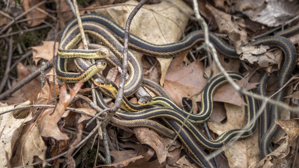 Cobras enroladas.