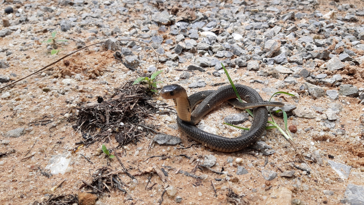 Cobra enrolada no chão.