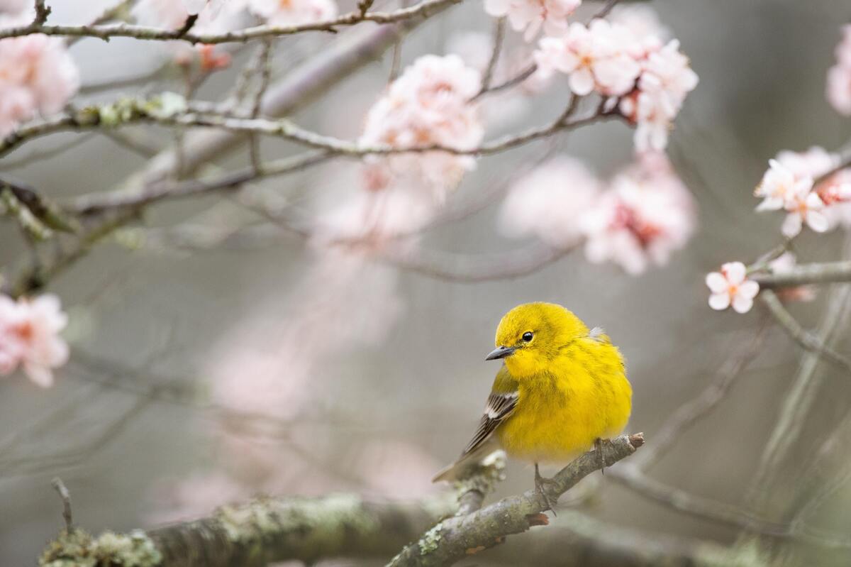 Pássaro amarelo em um galho.