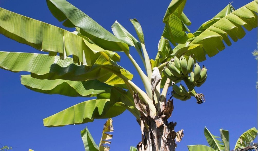 Imagem de bananeira