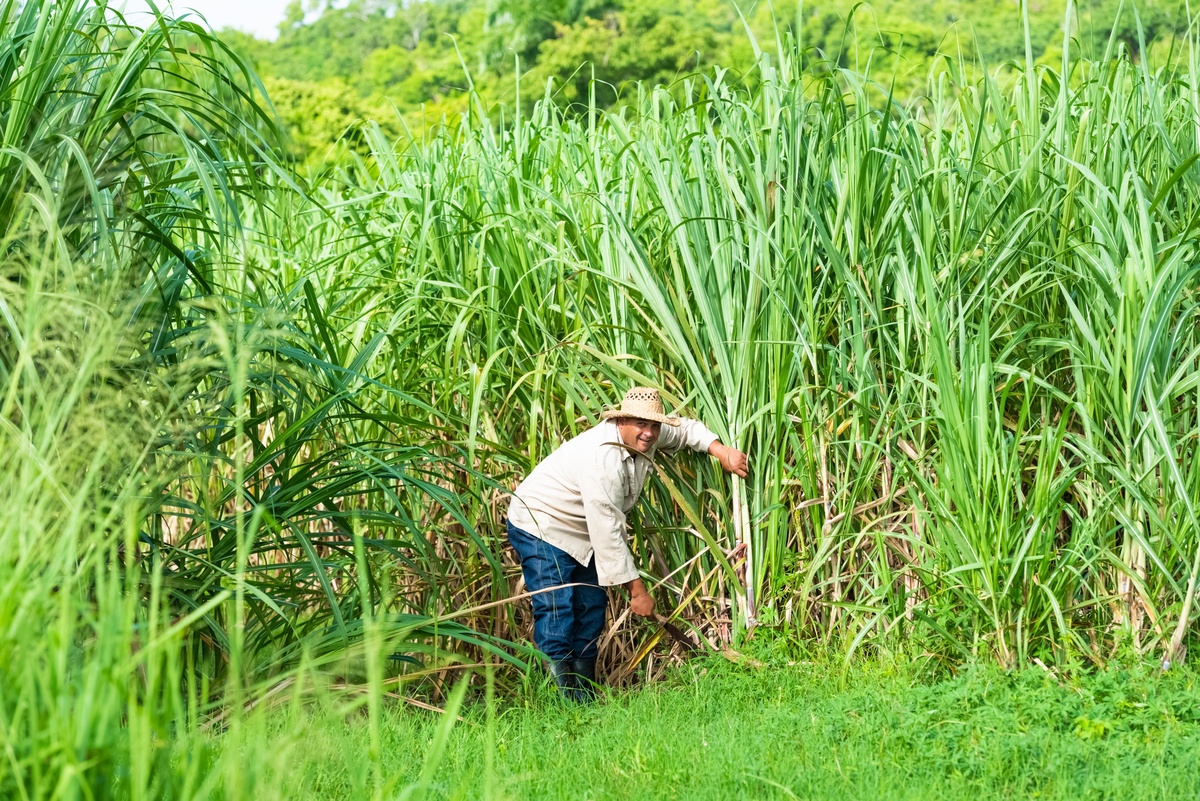 Homem cortando cana-de-açúcar