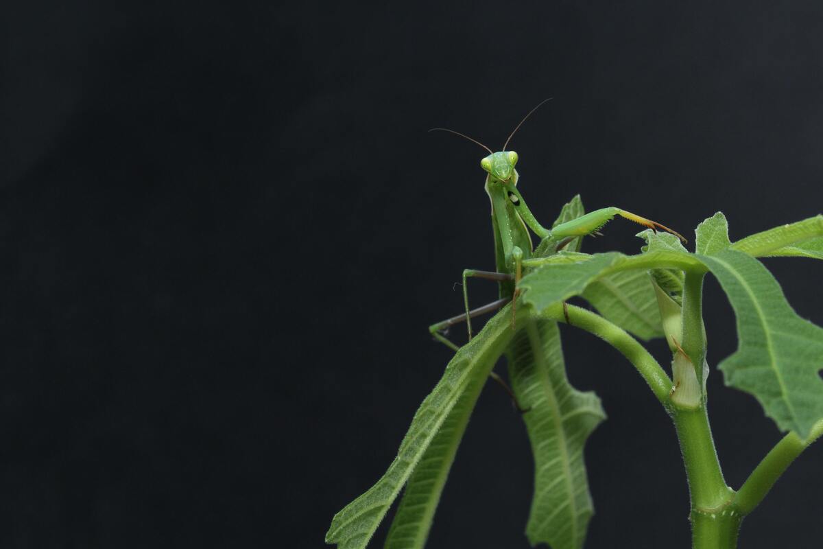 Louva deus em uma planta.