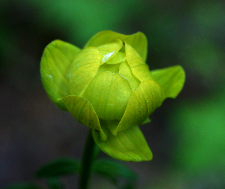 flor verde