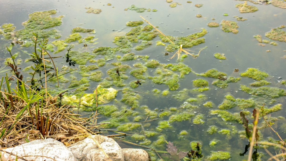 Lodo na água.