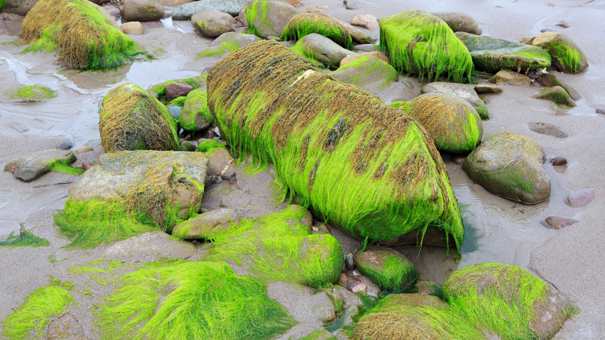 Lodo verde na pedra.