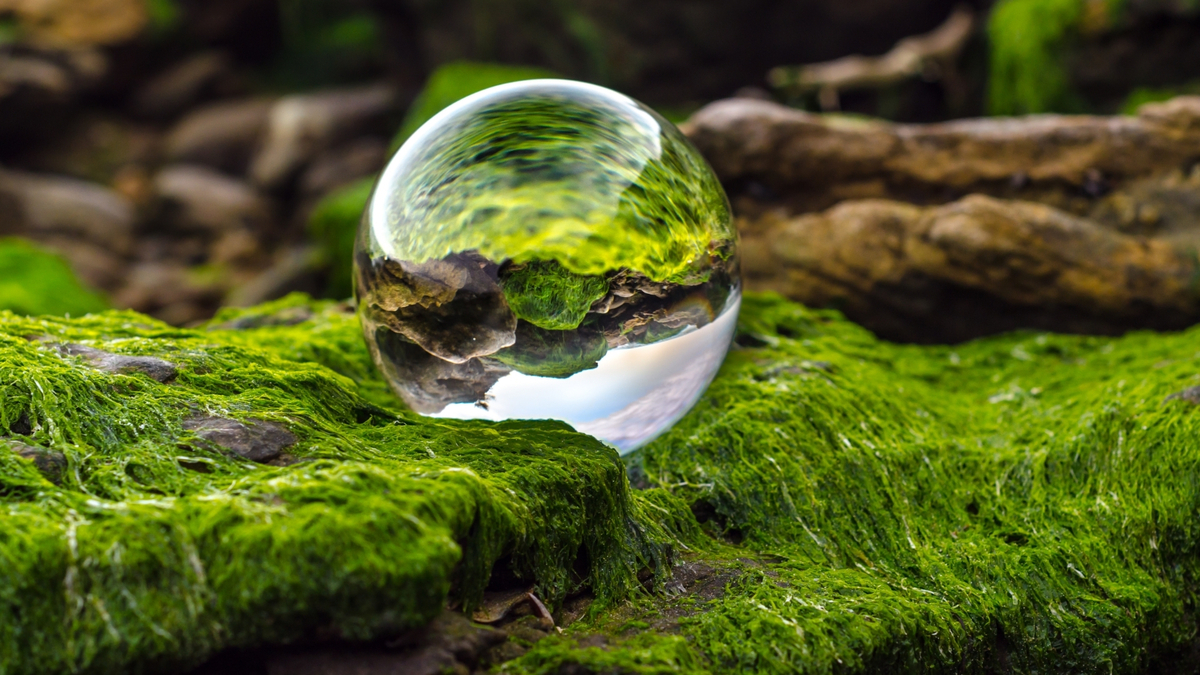 Lodo verde com um círculo transparente em cima.