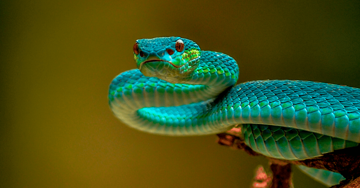 Sonho com cobra azul dando o bote