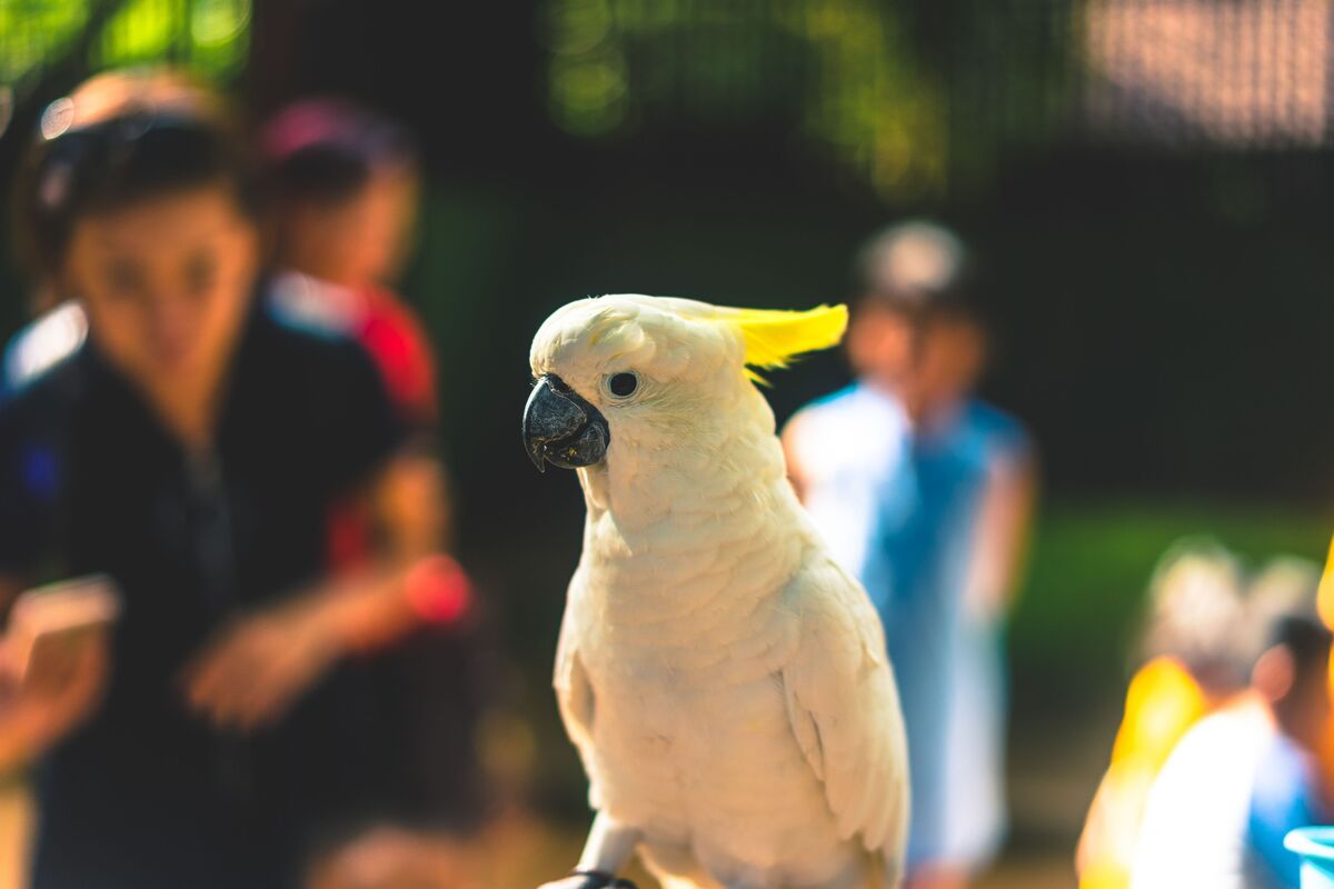 Pássaro em zoológico.