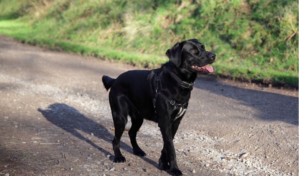 Imagem de cachorro preto