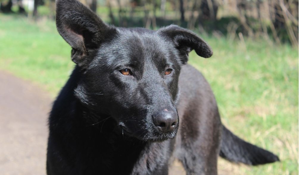 Imagem de cachorro preto