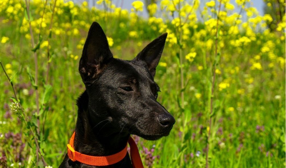 Imagem de cachorro preto